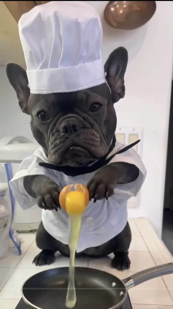 Frenchie cooks delicious breakfast for her followers !!!